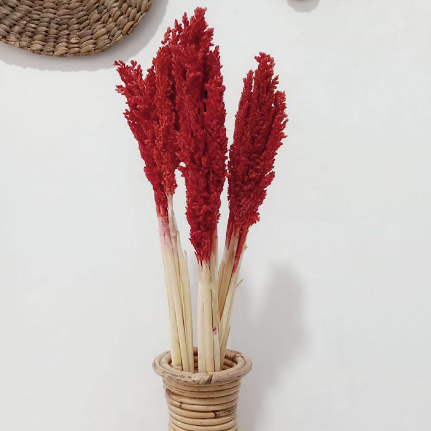Large bunch of dried Cantal grass with vibrant fiery red and orange tones.