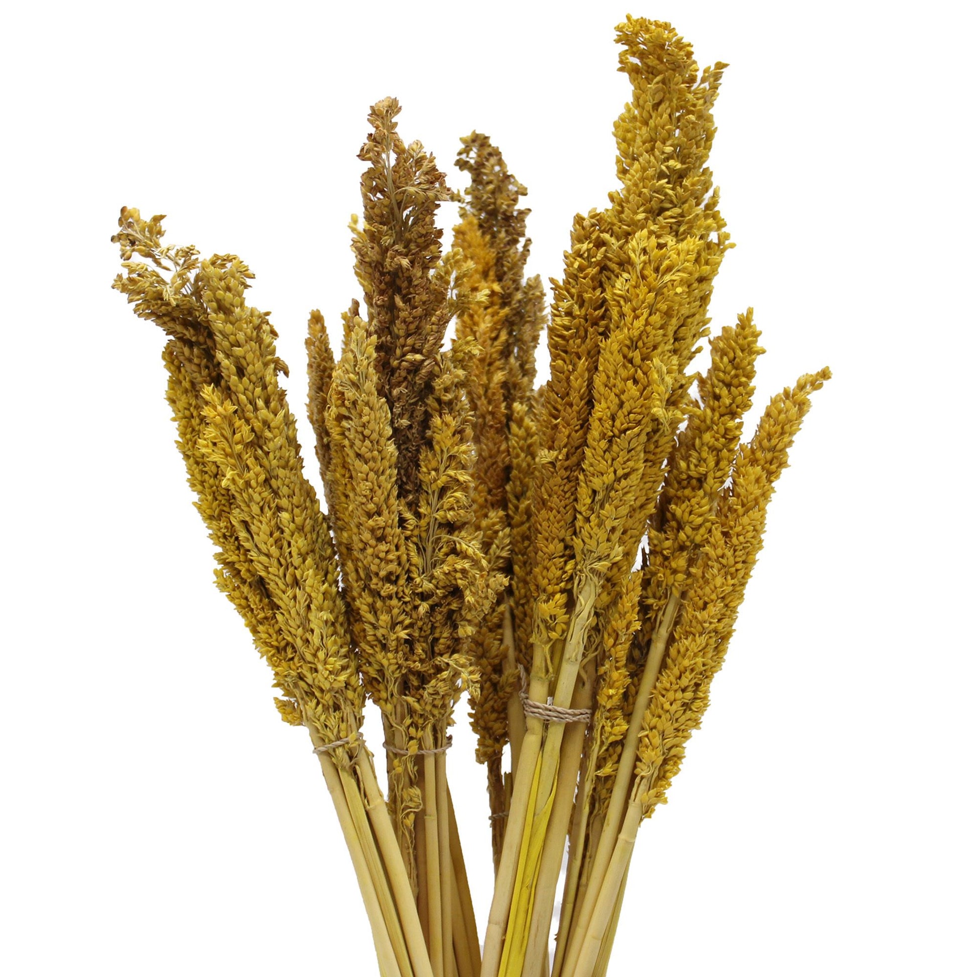 Vibrant amber dried cantal grass bunch in a natural rustic style for home decoration and floral design.