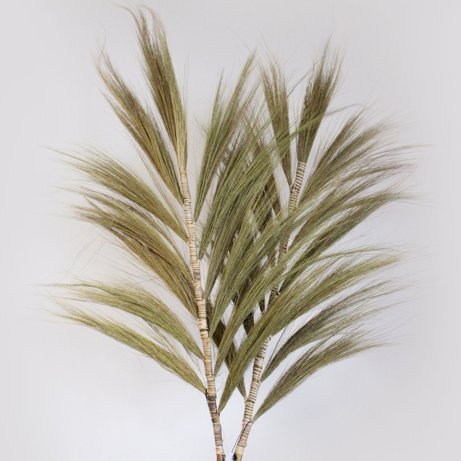 Tall 2-metre natural dried Rayung grass stems braided on a bamboo stick, perfect for boho home decor.