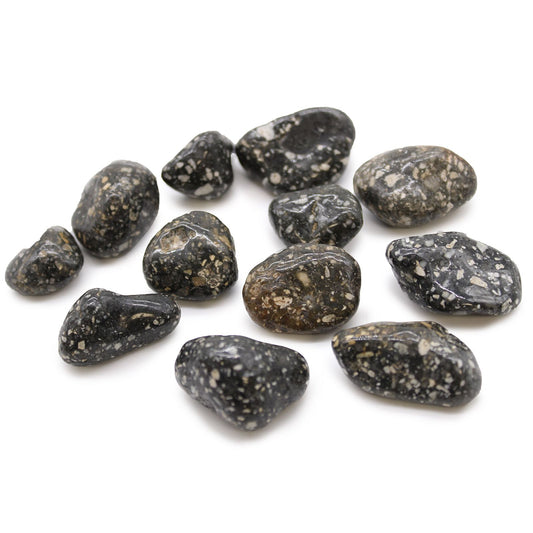 A group of medium-sized polished Guinea Fowl tumble stones with distinctive black and white speckled patterns.