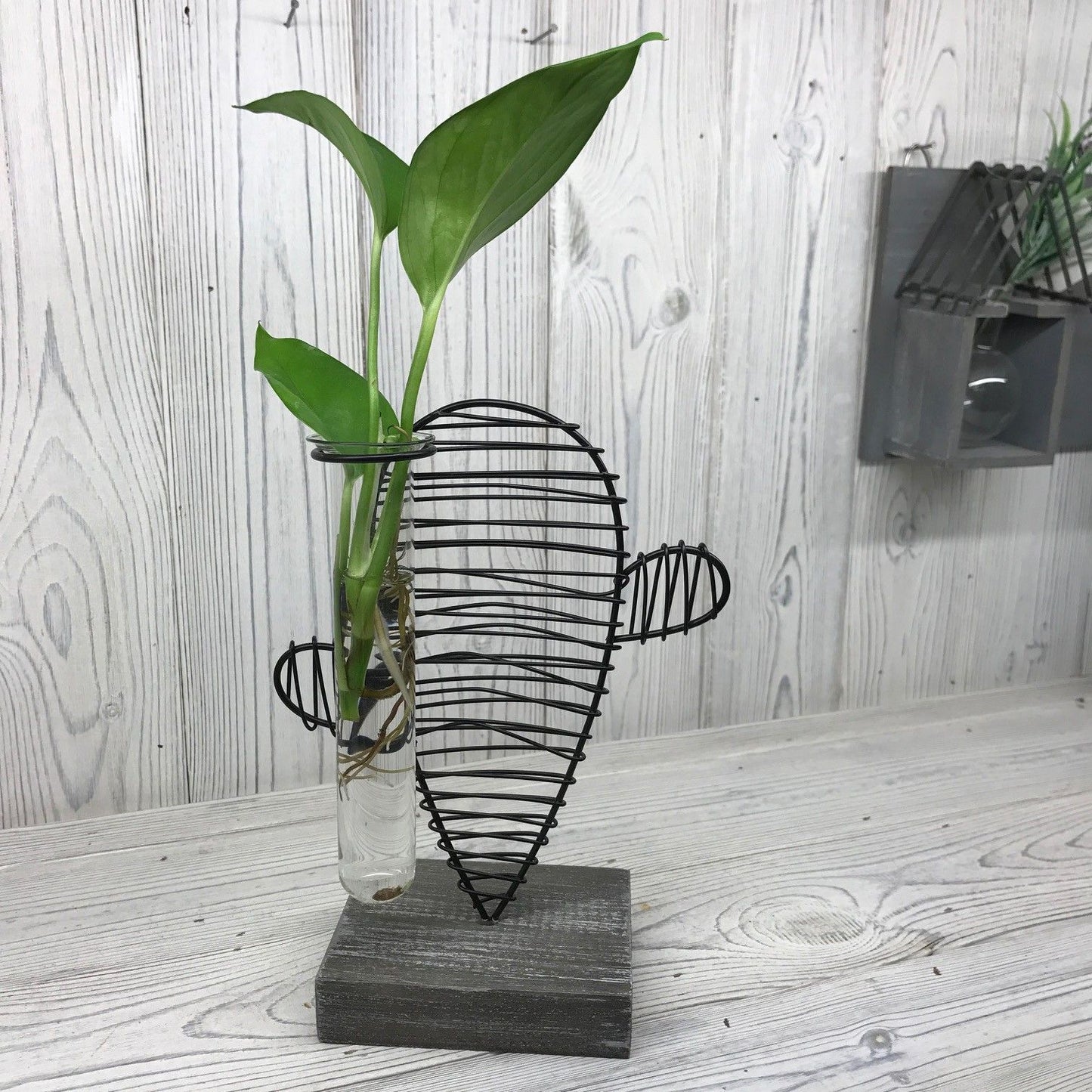 Minimalist glass laboratory-style hydroponic pot with a decorative cactus-themed stand for displaying plants.