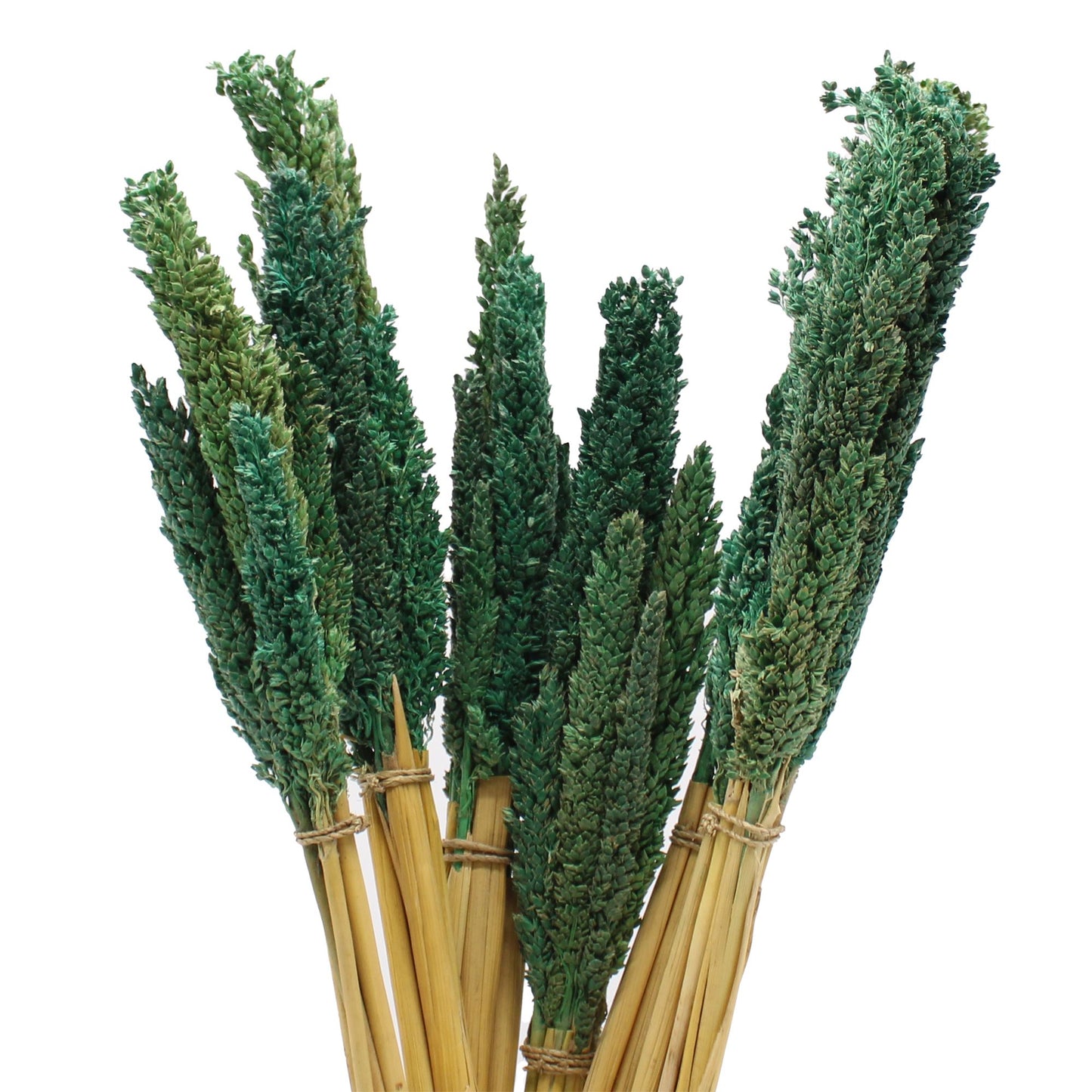 Large bundle of dried Cantal grass dyed in a vibrant teal blue shade, ideal for home styling and interior decor.