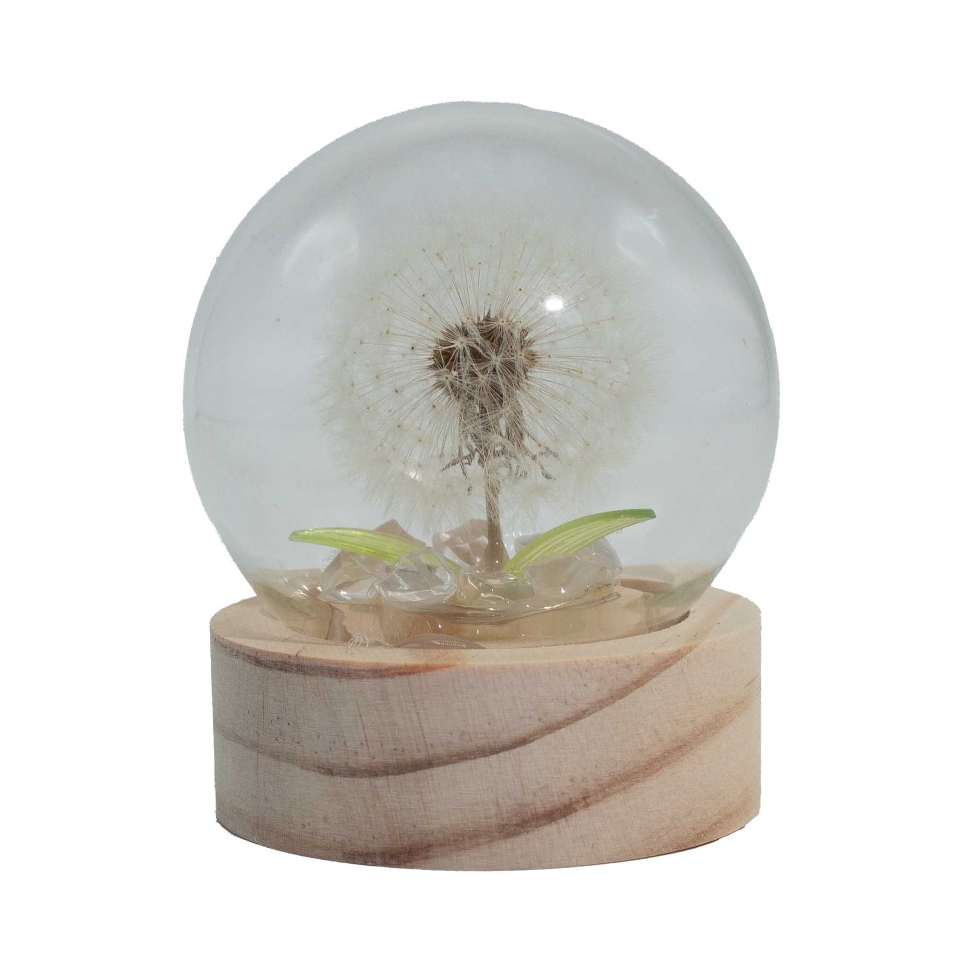 Clear glass dome featuring a single delicate dandelion stem illuminated by soft LED light on a natural wooden base.