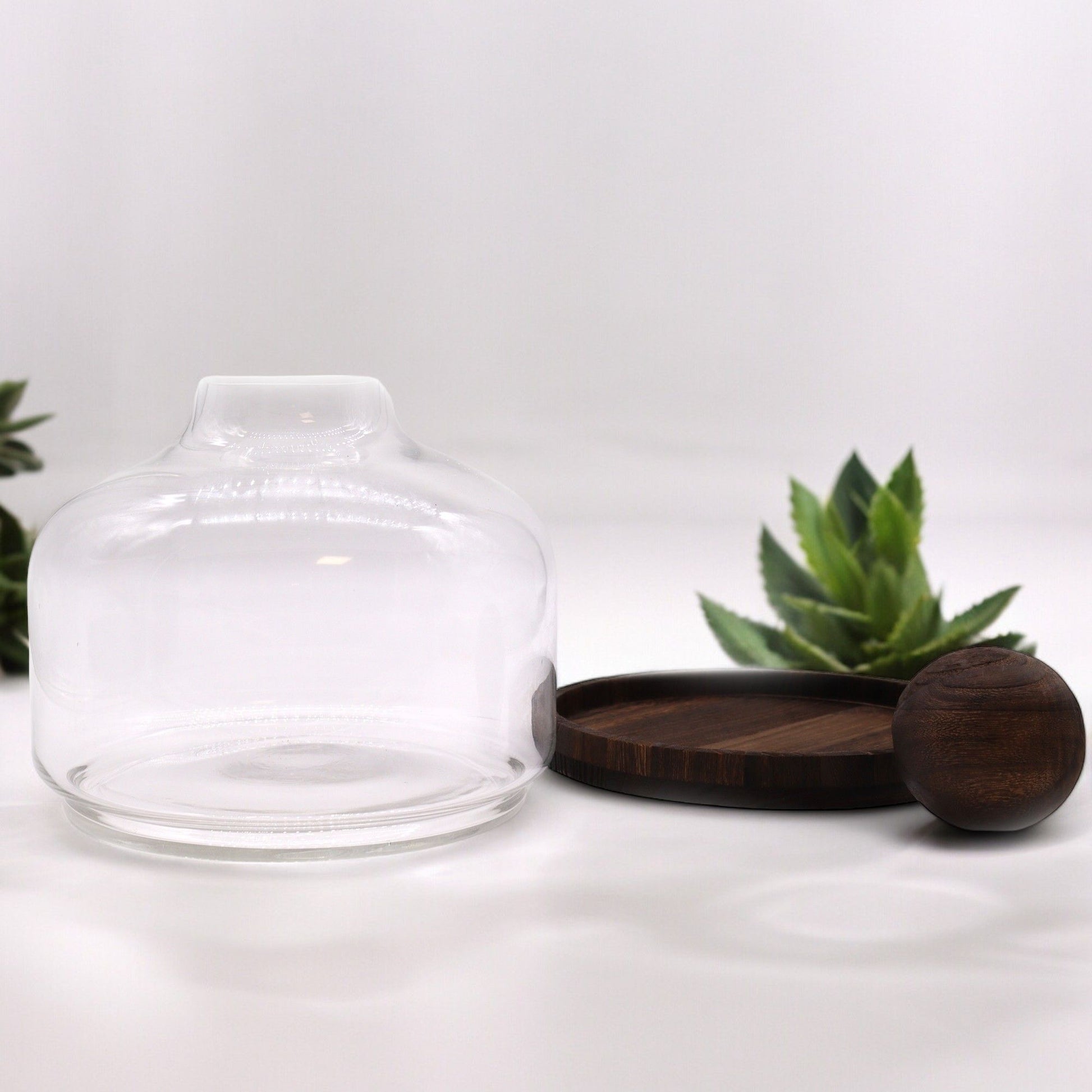 Ex-Large Ball Top Terrarium on Dark Tung Wood