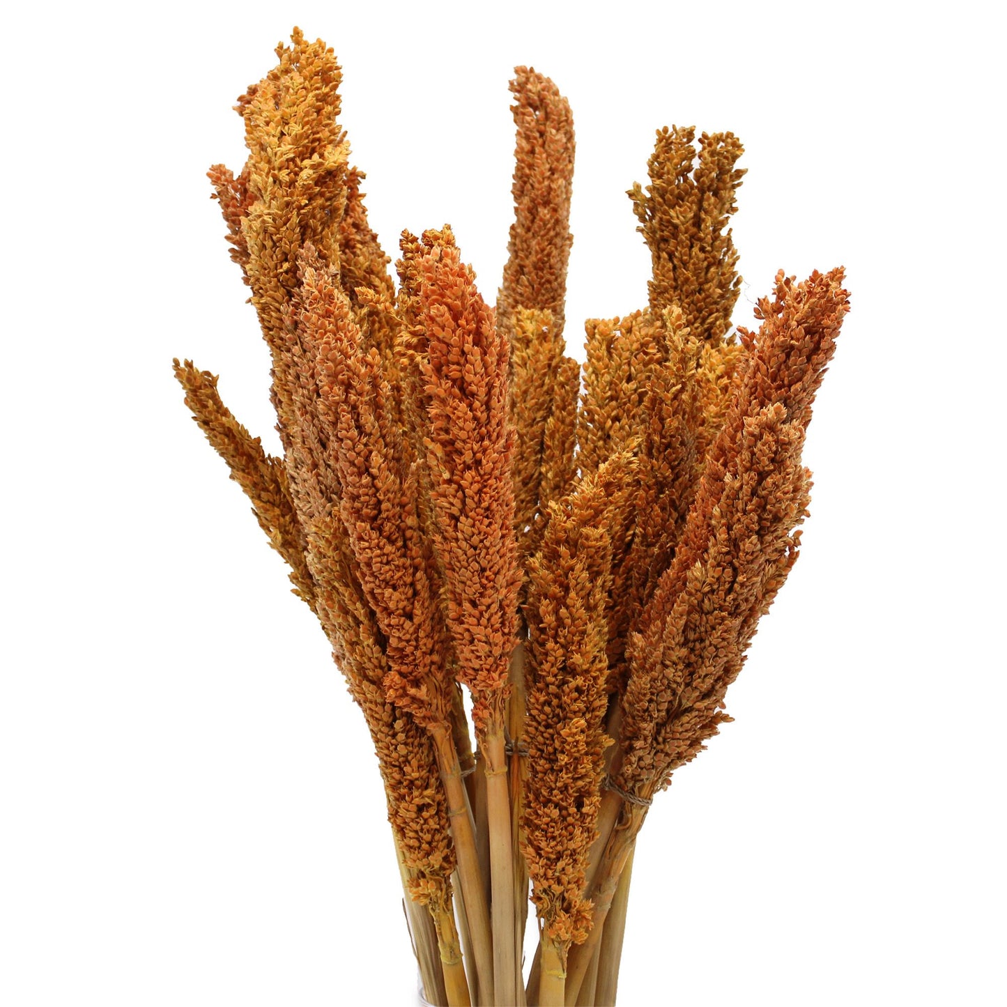 Vibrant orange dried Cantal grass bunch hand-selected for floral decoration and craft projects.