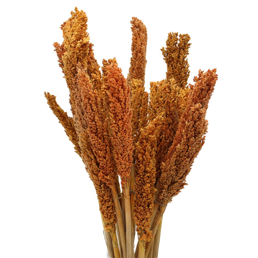 Vibrant orange dried Cantal grass bunch hand-selected for floral decoration and craft projects.