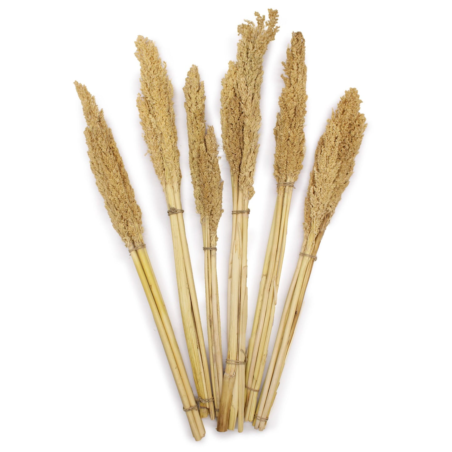 A bunch of natural dried cantal grass stems with a textured, wispy appearance, approximately 50cm in length.