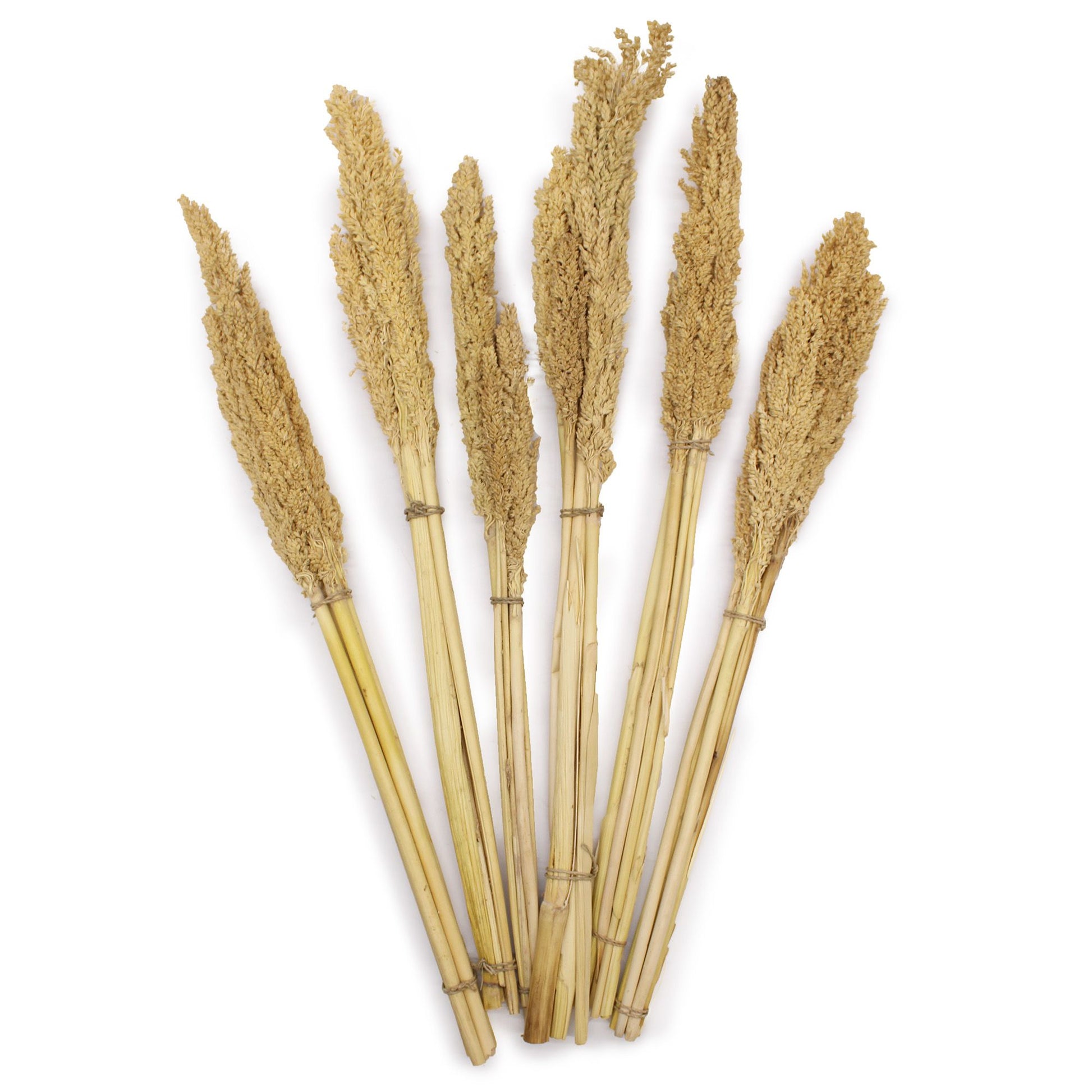A bunch of natural dried cantal grass stems with a textured, wispy appearance, approximately 50cm in length.