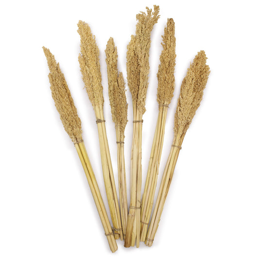 A bunch of natural dried cantal grass stems with a textured, wispy appearance, approximately 50cm in length.