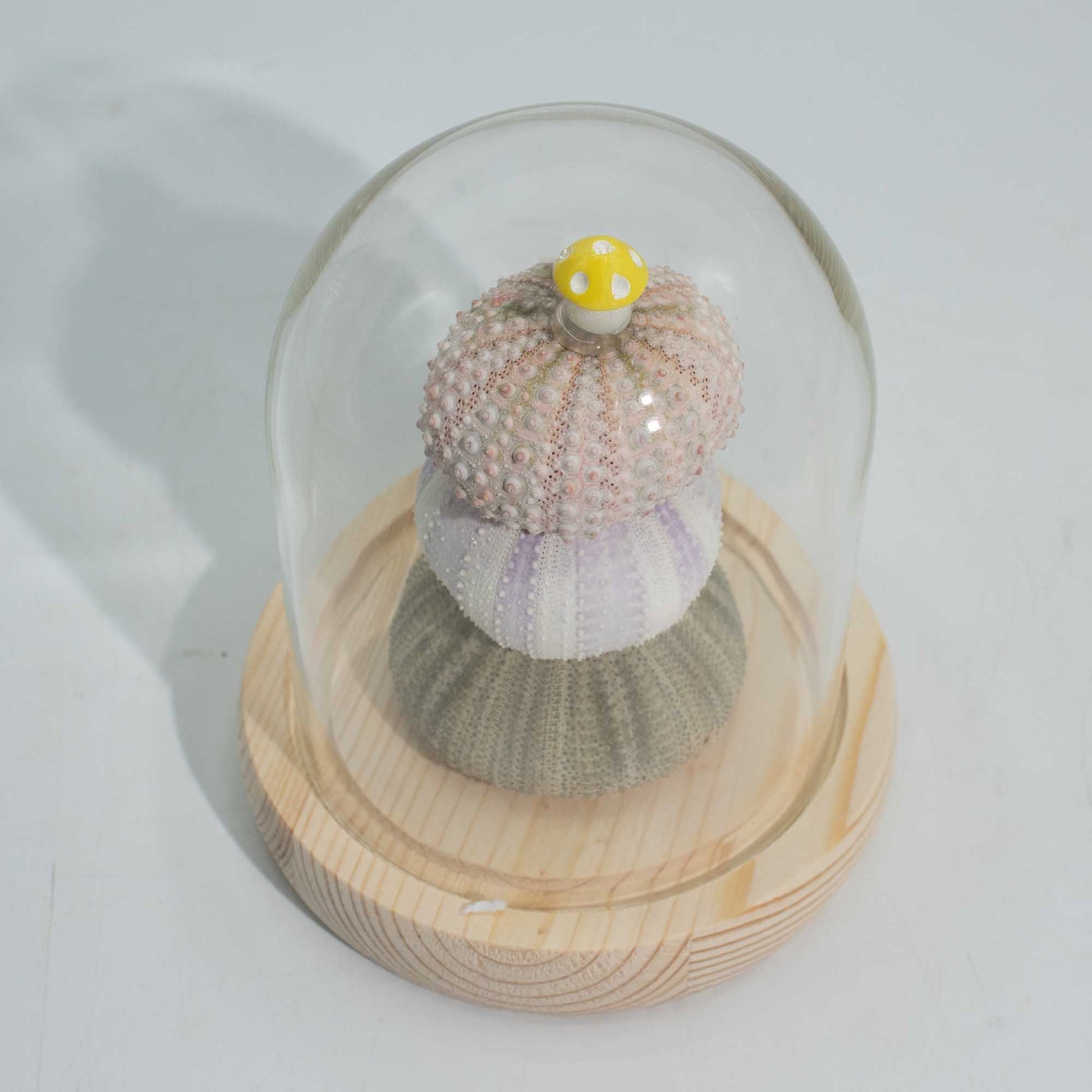 Floral Glow Garden Dome - 3 Sea Urchins - LED USB