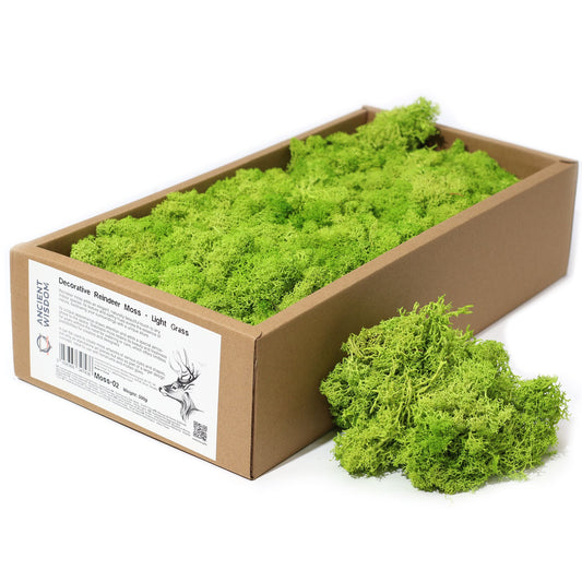 Soft, light grass green decorative reindeer moss with a delicate, natural texture for craft and floral projects.