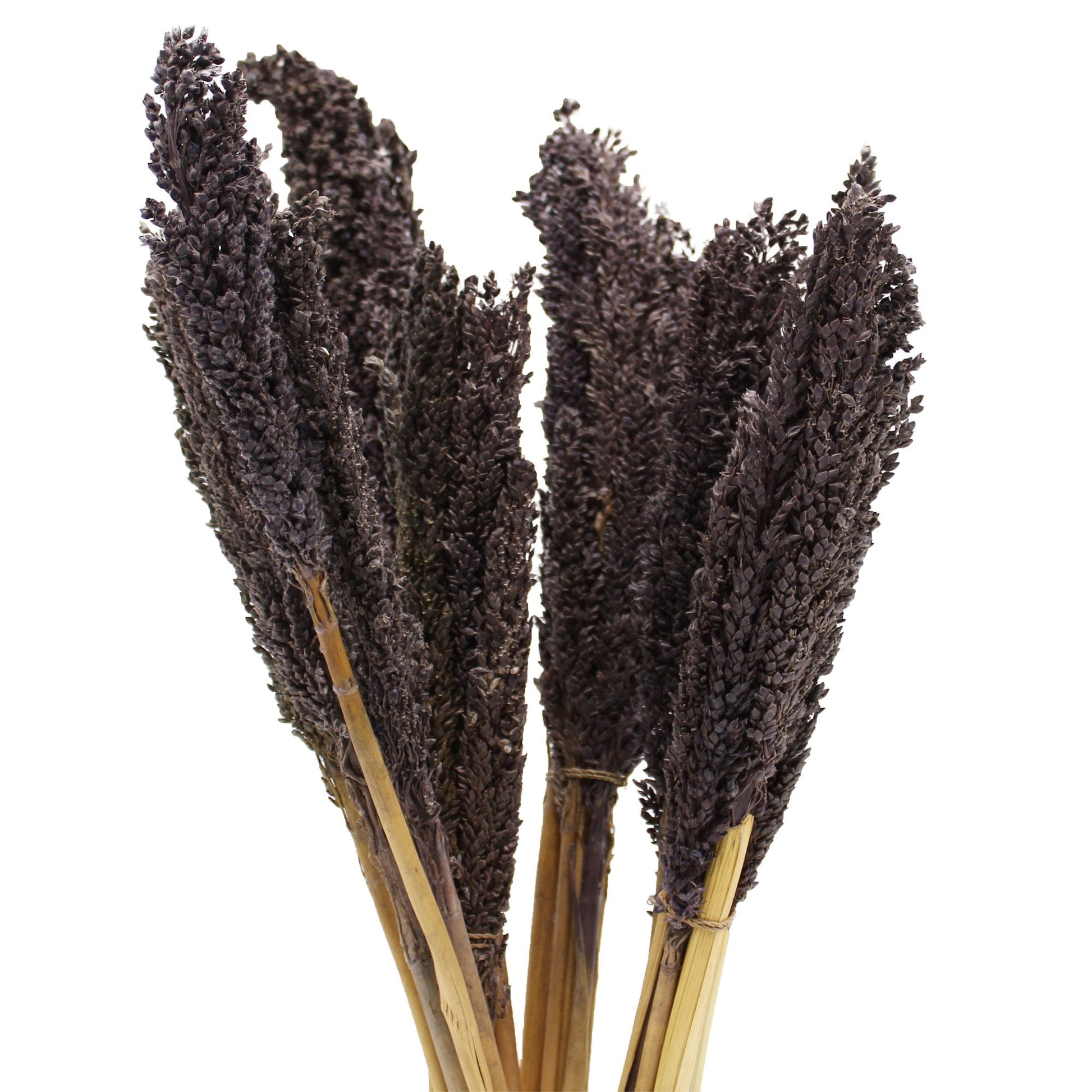 A bunch of dried and hand-selected black Cantal grass stalks, approximately 50cm in length.
