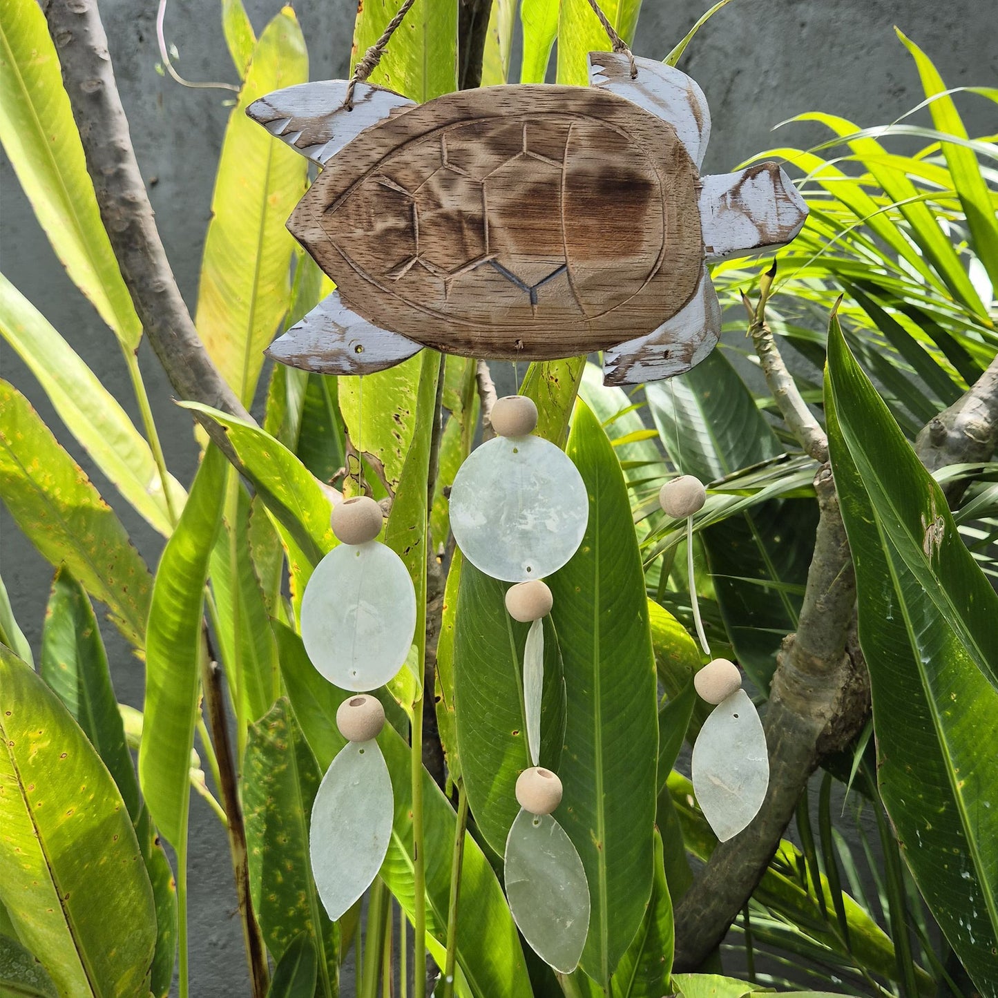 Whitewash Turtle Carving and Natural Copis Drop