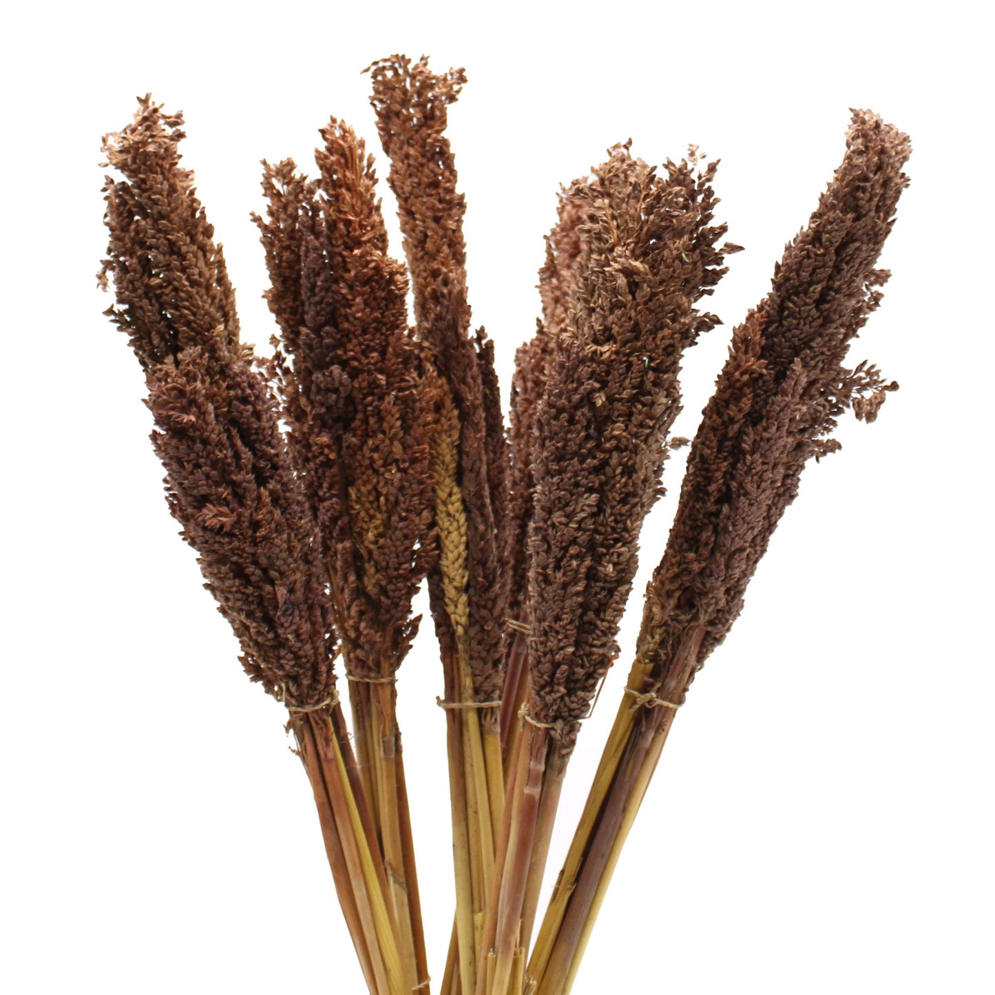 A bunch of dried Cantal grass dyed in a rich chocolate brown hue, ideal for decorative vases.
