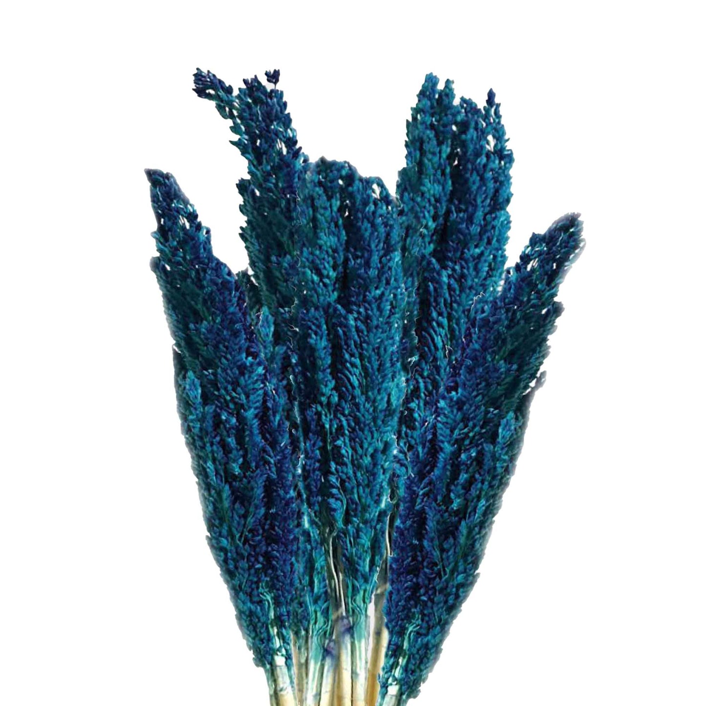 A decorative bunch of dried Cantal grass in a vibrant shade of blue, perfect for home styling.