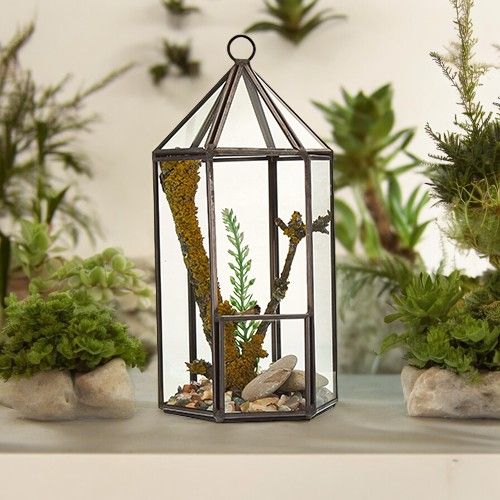 Elegant lantern-shaped glass terrarium with a sturdy brass frame and geometric panels for indoor plants.